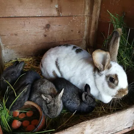 Apartmán Vetter Kurort Gohrisch