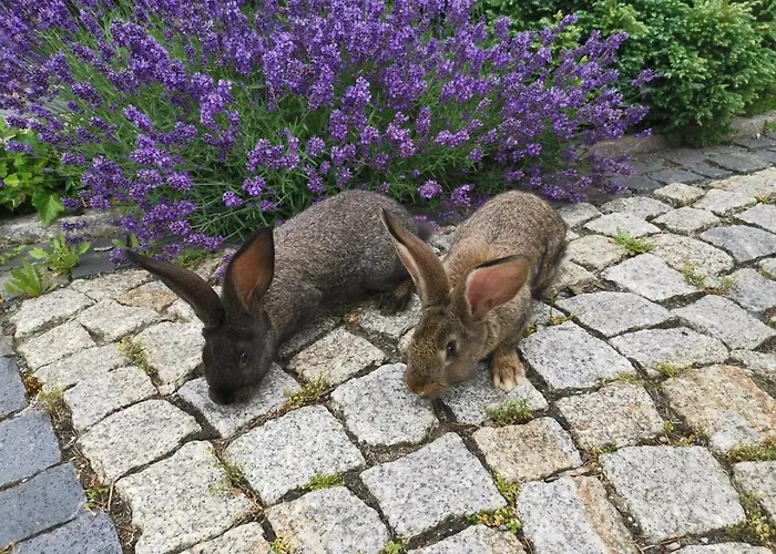 Vetter Kurort Gohrisch